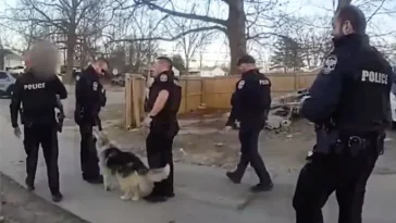 Mystisk hund hyllas: Ledde polisen till saknad treåring