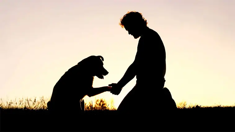 När hunden dör – sorgen som kan slå hårdare än vi vågar erkänna