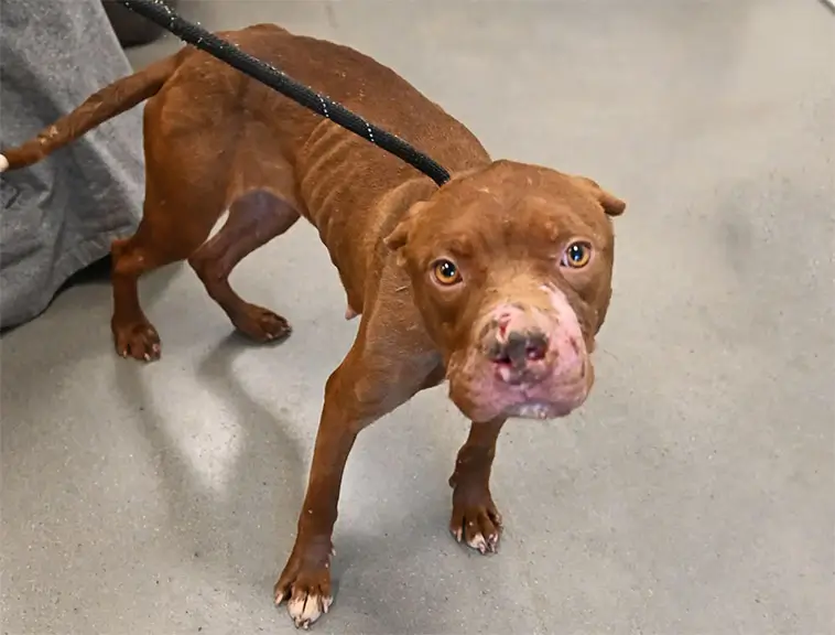 Övergiven vid vägkanten – hund misstänks ha utnyttjats i olagliga hundkamper