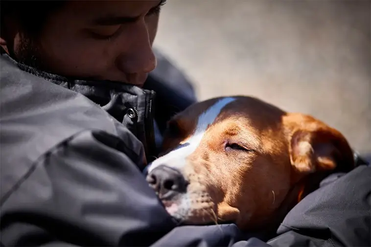 Posttraumatisk stress hos hund: tecknen många missar – och varför de är viktiga
