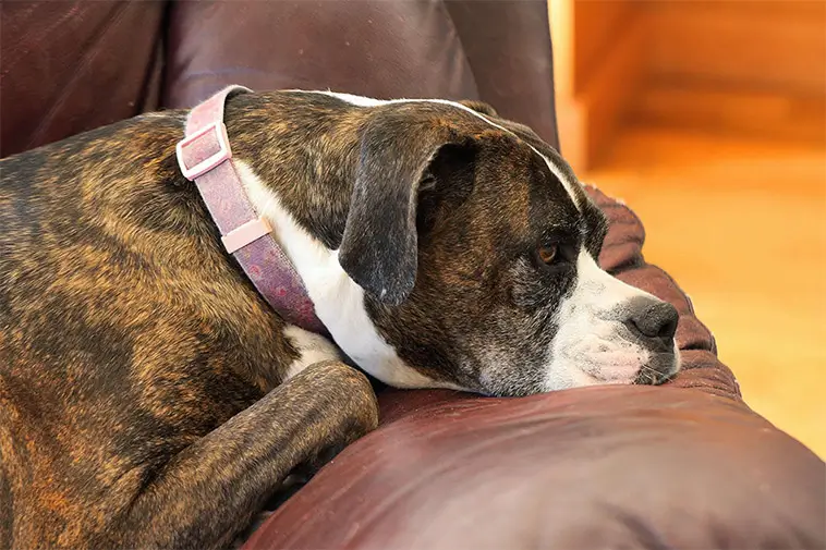 Posttraumatisk stress hos hund: tecknen många missar – och varför de är viktiga