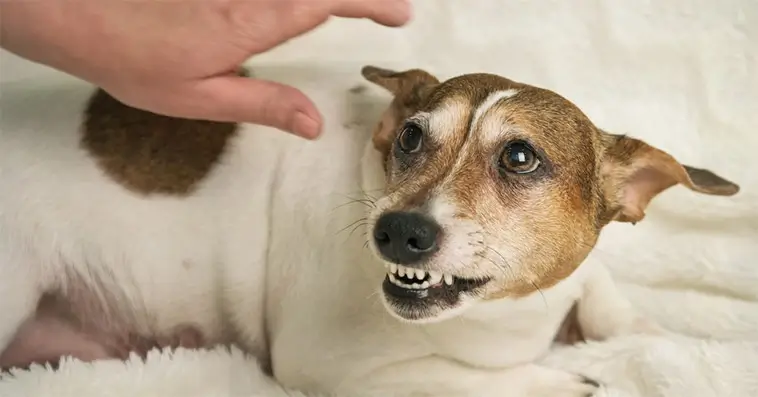 Posttraumatisk stress hos hund: tecknen många missar – och varför de är viktiga