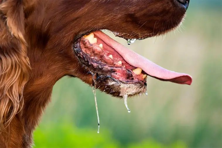 När rabies riskerar att komma på besök – en varning från Hundstallet