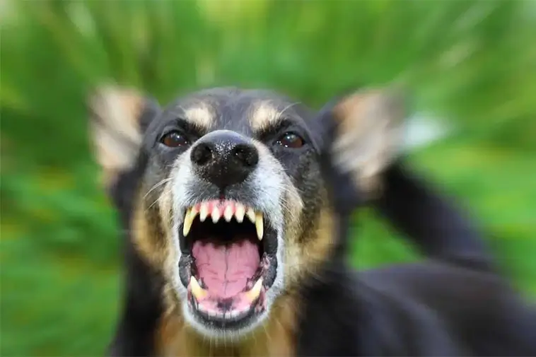 När rabies riskerar att komma på besök – en varning från Hundstallet