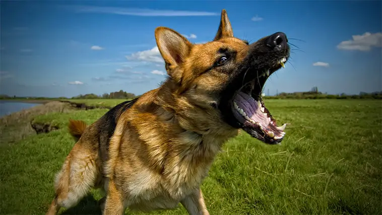 Schäfer attackerade två kvinnor – ägare döms och hunden avlivas