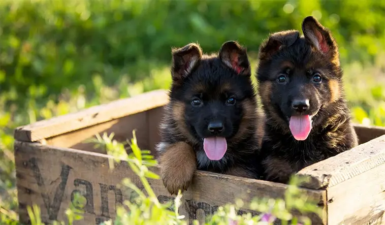 Schäfer – hunden som kom att definiera arbetshunden