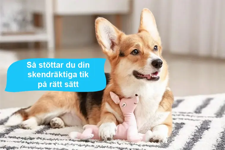 När hormonerna tar över – så stöttar du din skendräktiga tik på rätt sätt