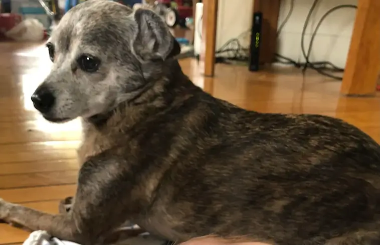 Hon trodde hon adopterade en Beagle-mix – DNA-testet gav ett helt annat svar