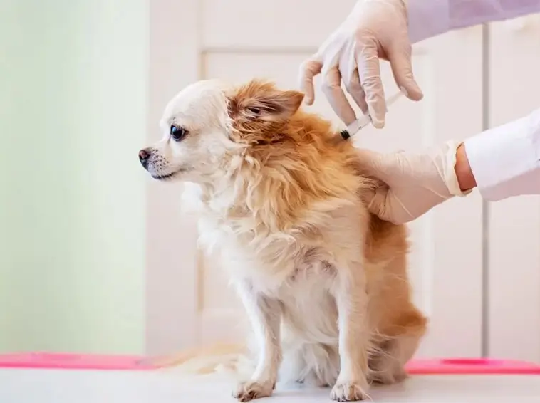 Rabiesvaccin återkallas i USA – vad betyder det för svenska hundägare?