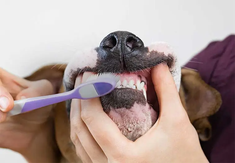 Hundägarnas vanligaste miss – därför förlorar hundar tänder i onödan