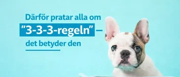 Därför pratar alla om "3-3-3-regeln" – det betyder den
