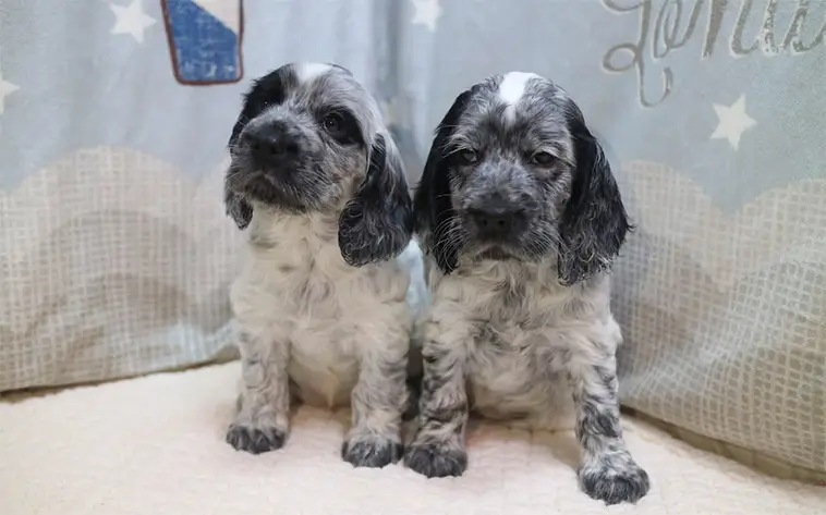 Han betalade 80 000 pund för att klona sin hund – nu lever hennes arv vidare
