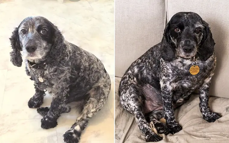 Han betalade 80 000 pund för att klona sin hund – nu lever hennes arv vidare