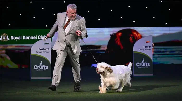 Clumber Spaniel skrev historia – tog hem Best in Show på Crufts 2026