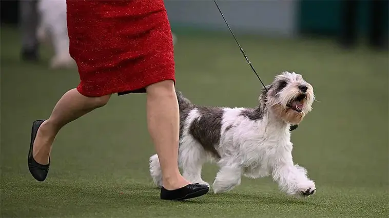 Clumber Spaniel skrev historia – tog hem Best in Show på Crufts 2026