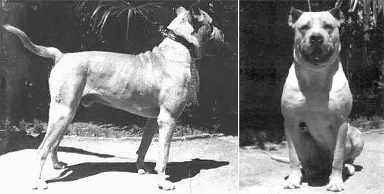 Dogo Argentino – kraftpaketet med det mjuka hjärtat