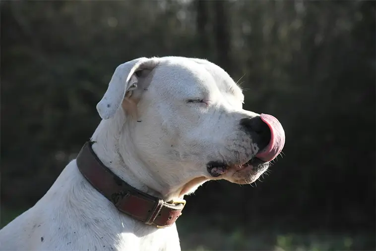 Dogo Argentino – kraftpaketet med det mjuka hjärtat