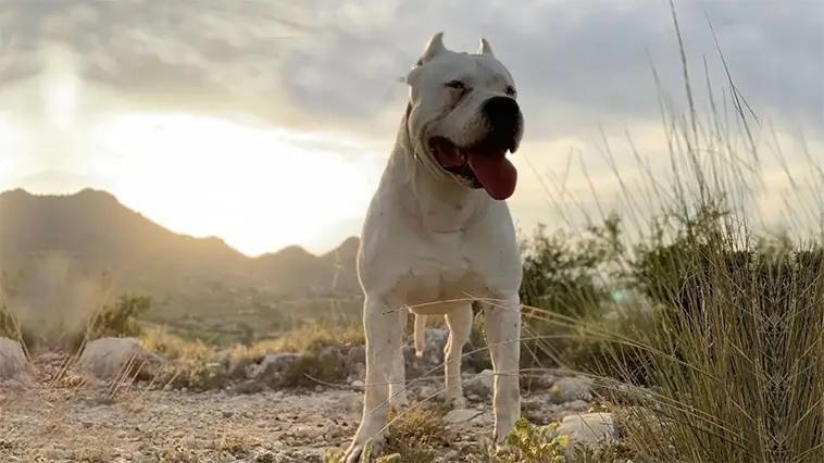 Dogo Argentino – kraftpaketet med det mjuka hjärtat