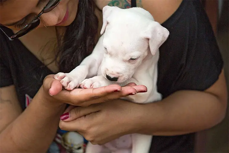 Dogo Argentino – kraftpaketet med det mjuka hjärtat