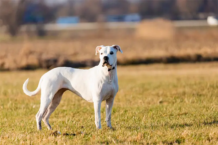 Dogo Argentino – kraftpaketet med det mjuka hjärtat