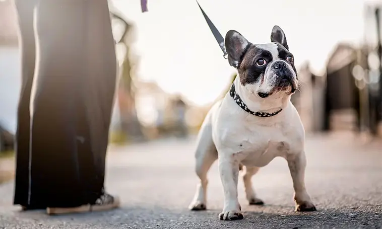 Fransk Bulldogg – charmören som tog hela världen med storm