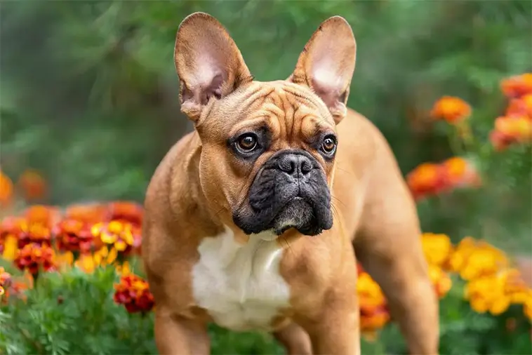 Fransk Bulldogg – charmören som tog hela världen med storm