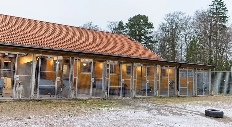 Rekord hos Hundstallet – fler hundar kommer i dåligt skick