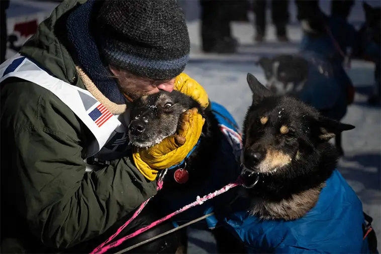 Seger och kritik efter årets slädhundstävling Iditarod – hunddöd väcker debatt