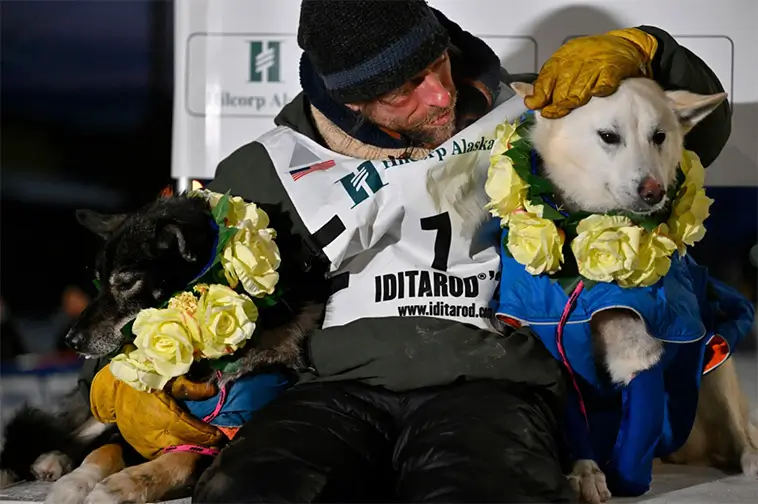 Seger och kritik efter årets slädhundstävling Iditarod – hunddöd väcker debatt