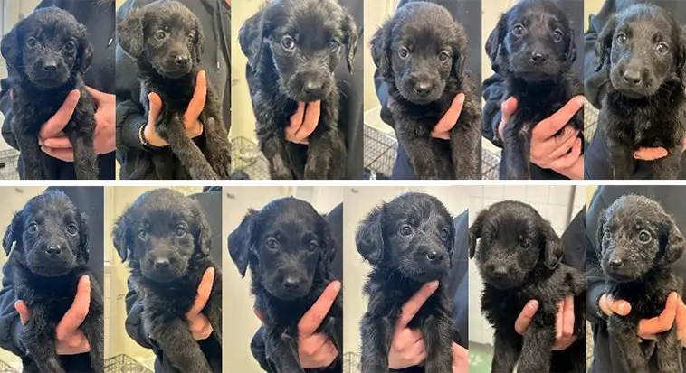 Labradoodle-tik med tolv valpar söker nya hem – snart redo att flytta