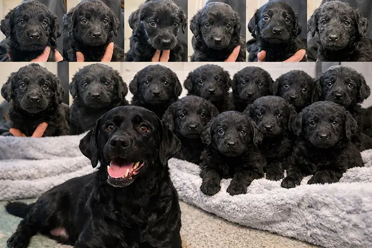 Labradoodle-tik med tolv valpar söker nya hem – snart redo att flytta