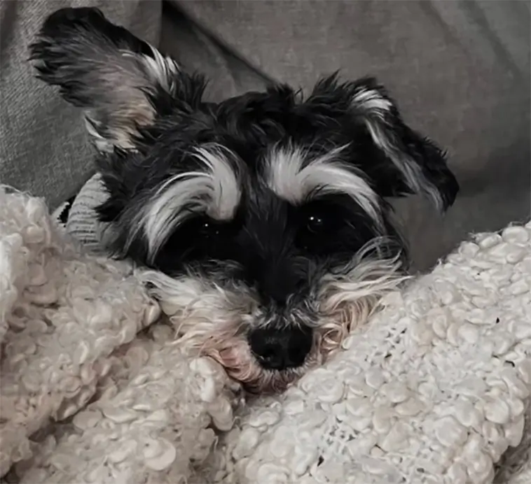 Tårfylld avsked: Sofia Rågenklint sörjer sin älskade hund