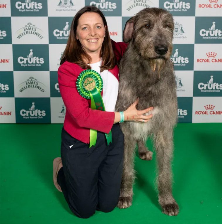 Rockstjärnan Sting firade framgång på Crufts – familjens Irländska Varghund tog hem rasvinsten