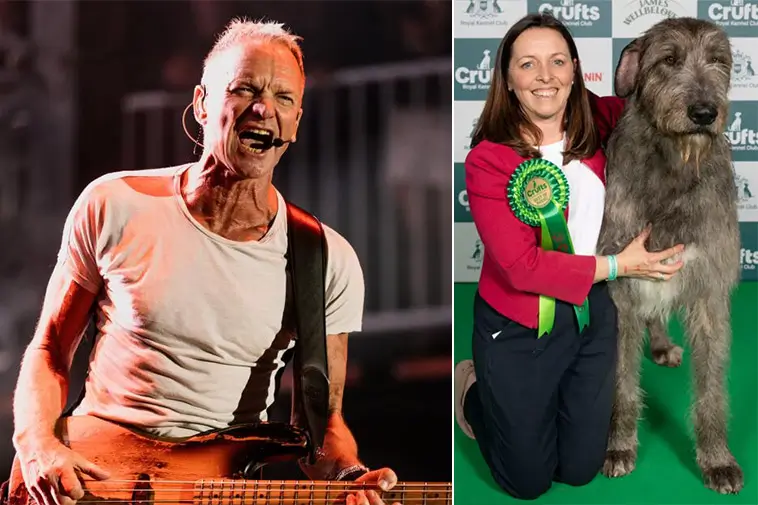 Rockstjärnan Sting firade framgång på Crufts – familjens Irländska Varghund tog hem rasvinsten