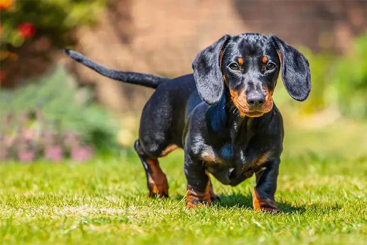 Taxens raketresa – samtidigt tappar Fransk Bulldogg fart i USA
