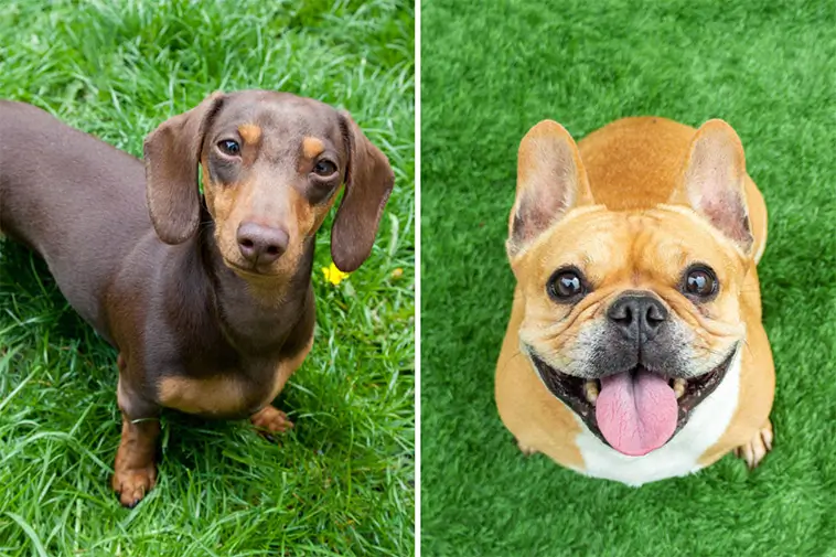 Taxens raketresa – samtidigt tappar Fransk Bulldogg fart i USA