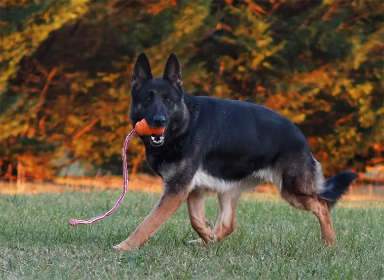 Taxens raketresa – samtidigt tappar Fransk Bulldogg fart i USA