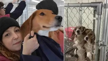 Aktivister stormade anläggning där Beaglar föds upp för djurförsök