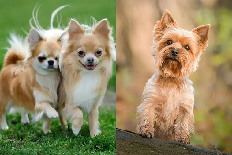 Veterinären varnar: Populära hundraser med dolda hälsorisker