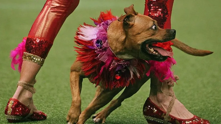 Crufts – världens största hundutställnings historia i bilder