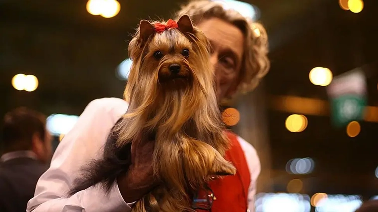 Crufts – världens största hundutställnings historia i bilder