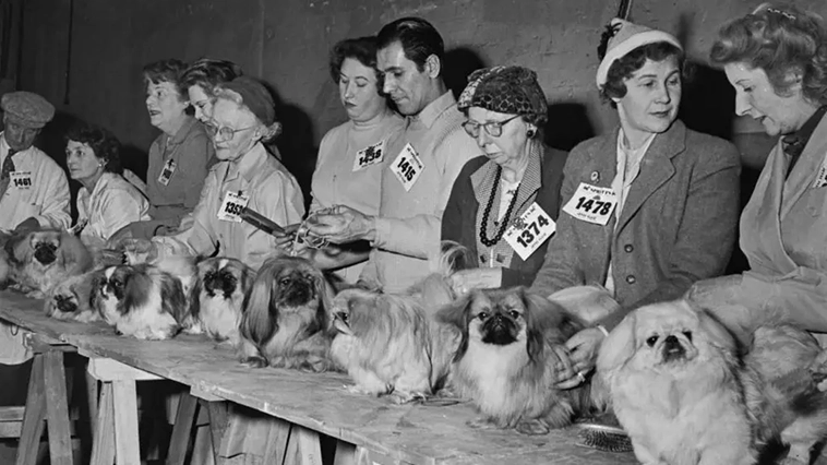 Crufts – världens största hundutställnings historia i bilder