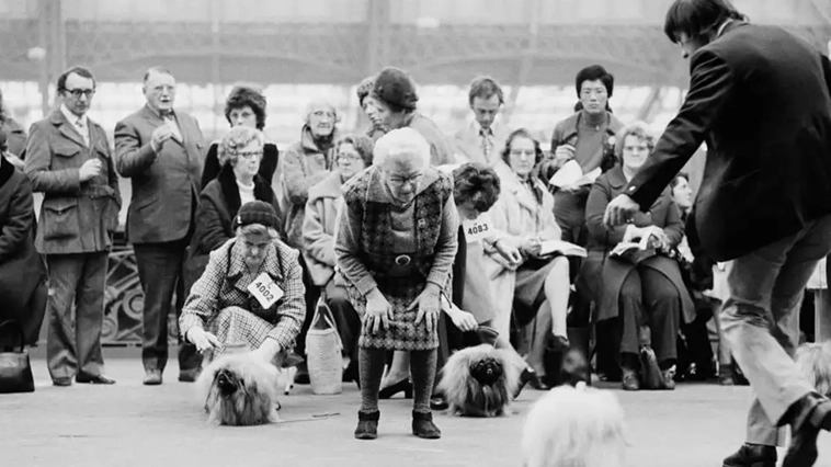 Crufts – världens största hundutställnings historia i bilder
