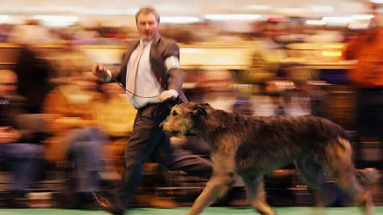 Crufts – världens största hundutställnings historia i bilder