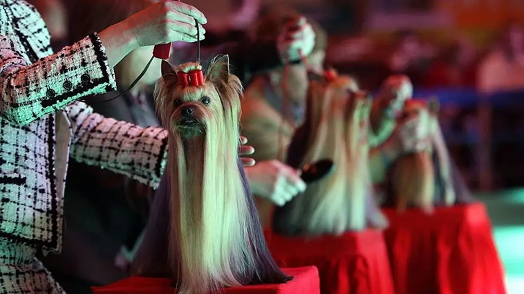 Crufts – världens största hundutställnings historia i bilder