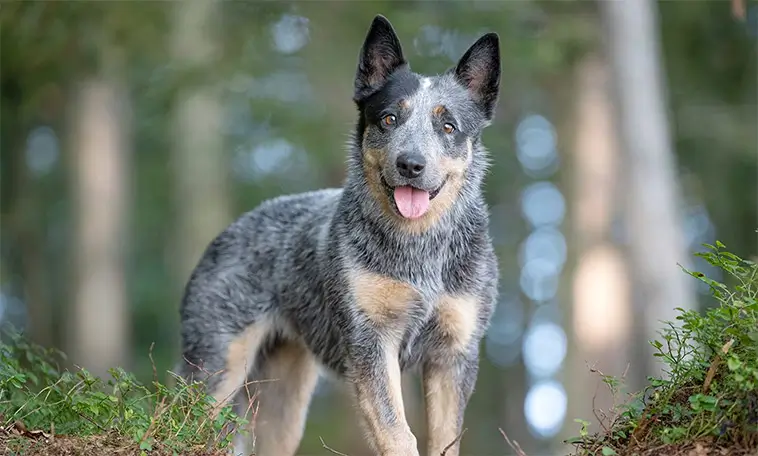 Din hund lyssnar mer än du tror – ny forskning överraskar