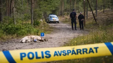 Skräckfynd i grusgrop – död hund upptäckt under promenad