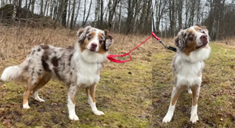 Länsstyrelsen: Energifylld vallhund söker aktivt hem – redo för nytt liv