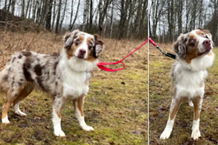 Länsstyrelsen: Energifylld vallhund söker aktivt hem – redo för nytt liv