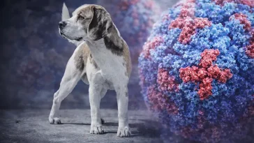 Fästingvirus kopplas till döda valpar hos dräktig hund